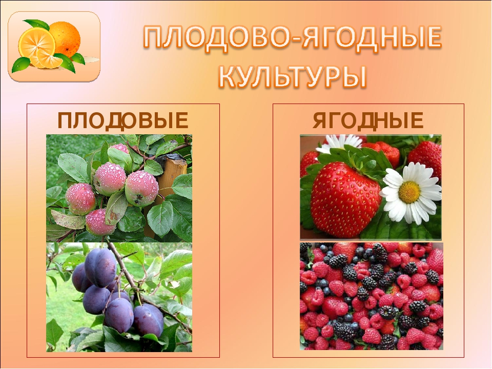 2 плодовых растений. Плодовые культуры растений. Плодово-ягодные культуры. Плодовые культурные растения. Плодовоягоднвев культуры.