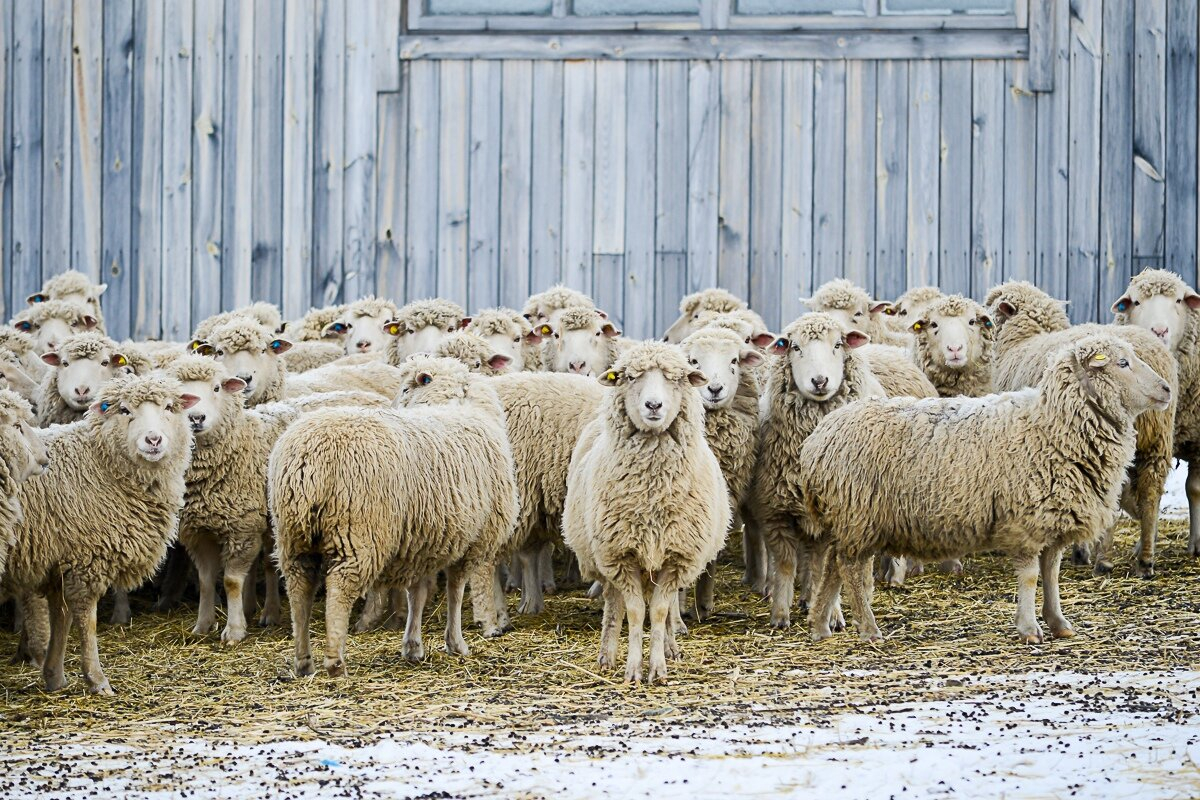Купить алтайских овец. Горноалтайская порода овец. Кучугуровская порода овец. Овцеводство в Алтайском крае. Горно Алтайская порода овец.